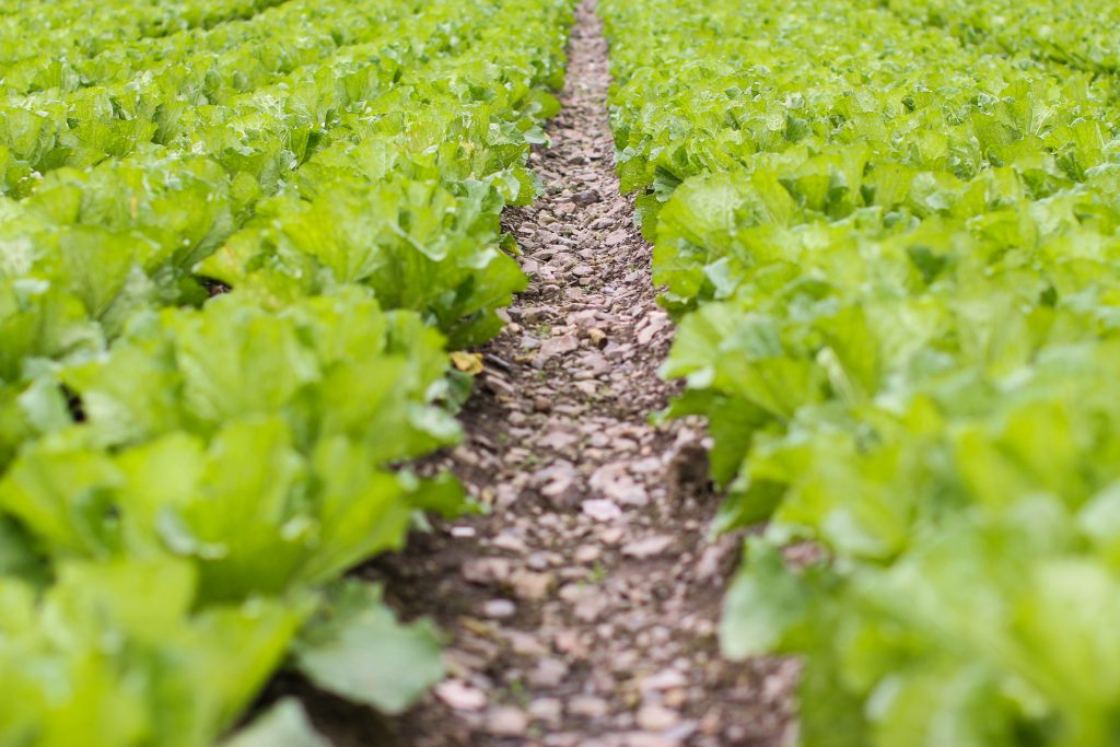 What is the Best Mulch for Vegetable Gardens? - Frador